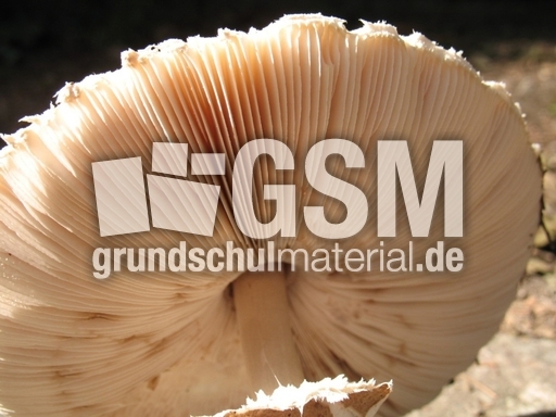 Parasolpilz 004.jpg